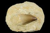 Mosasaur (Prognathodon) Tooth In Rock - Morocco #179324-1